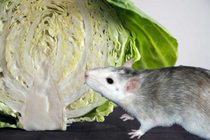 Czy można nakarmić szczucie dekoracyjnej kapusty?